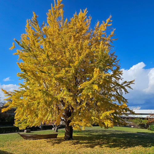 ginkgo tree