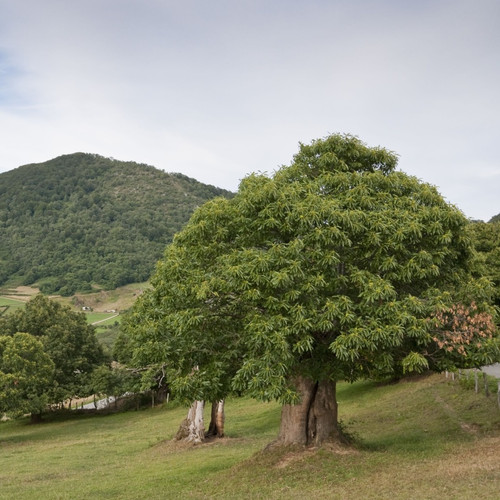 Chestnut Oak Tree For Sale