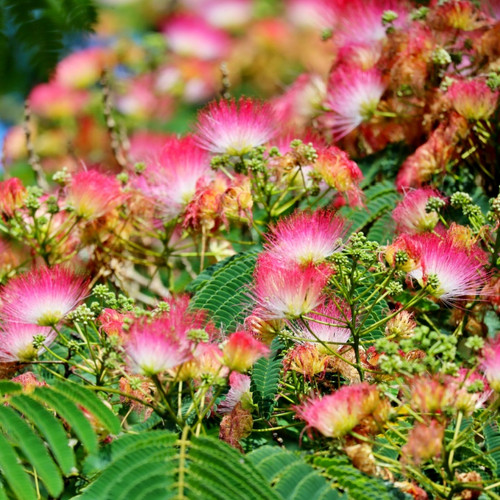 Persian Silk Tree For Sale