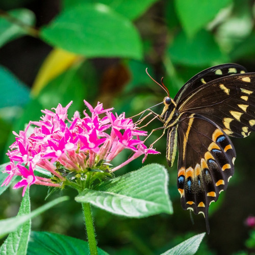 Milkweed Plant For Sale