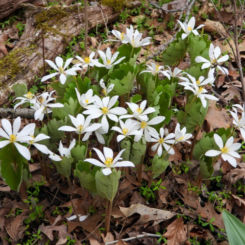 Bloodroot Plant For Sale