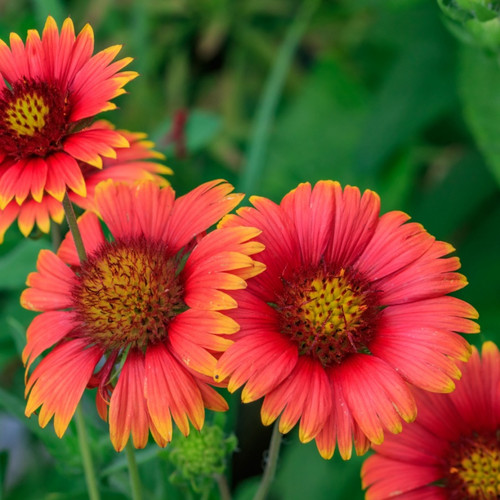 Blanket Flower Plant For Sale