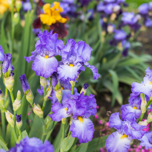 Sweet Violet Plant For Sale