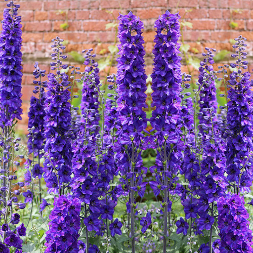 larkspur plants