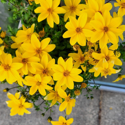 Maximilian Sunflower Plant For Sale