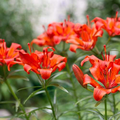 Tiger Lily Plant For Sale