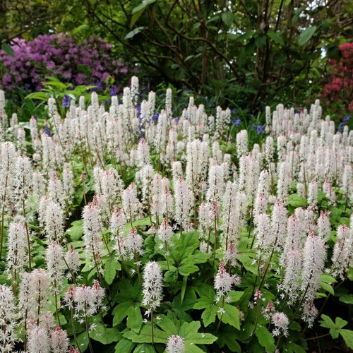 Foam Flower For Sale