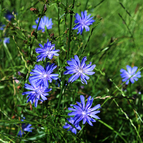 buy chicory plants online