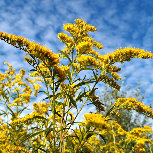 Golden Rod Plant for sale