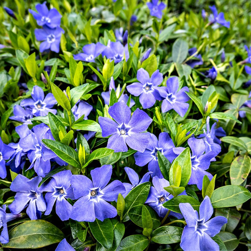 Vinca Minor Vine for sale