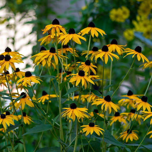 Brown Eyed Susan for sale