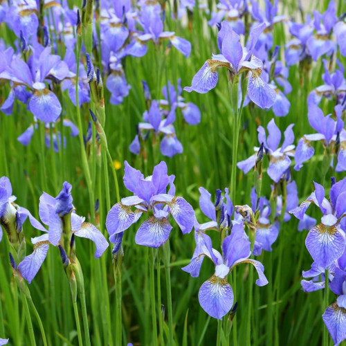 Siberian Iris Plant for sale