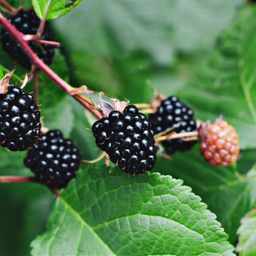 Dewberry Plant for sale