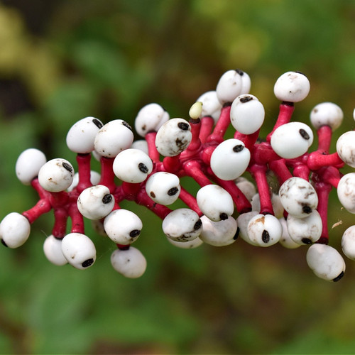 White Baneberry for sale