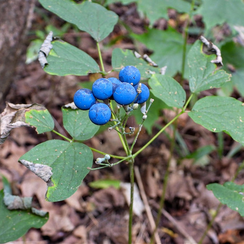 Blue Cohosh Plant for sale