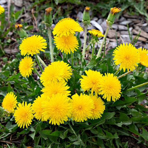 Dandelion Plant for sale