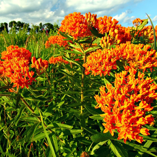 Butterfly Weed Plant for sale