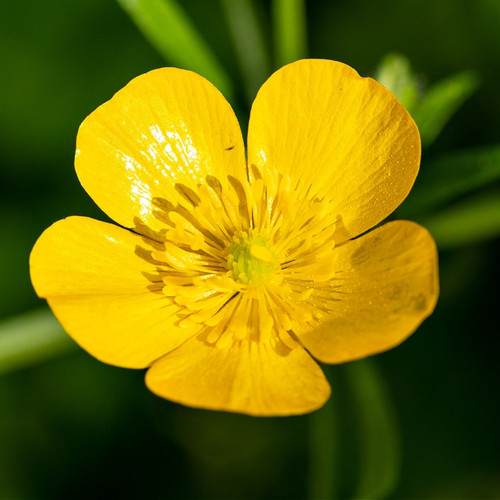 Ranunculus Repens Plant for sale