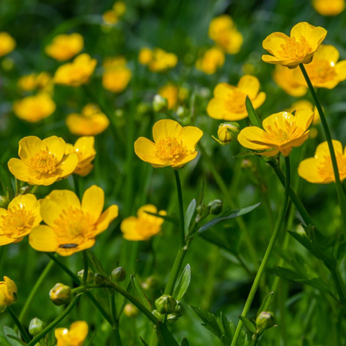 Hairy Buttercup Plant for sale
