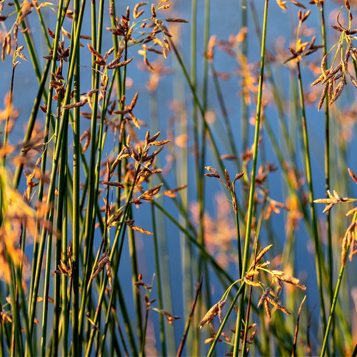 Bulrush Plant for sale