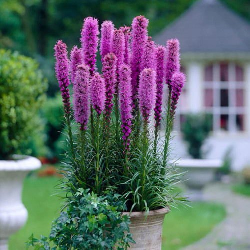 liatris plant for sale