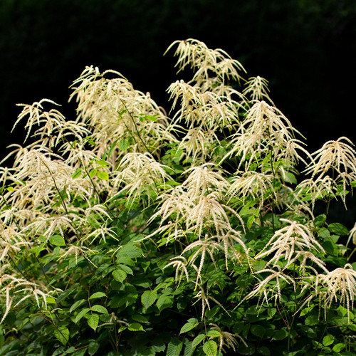 Goats Beard Plant For sale