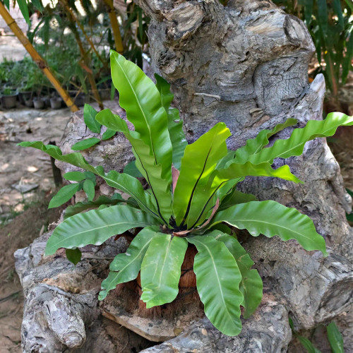 walking ferns for sale