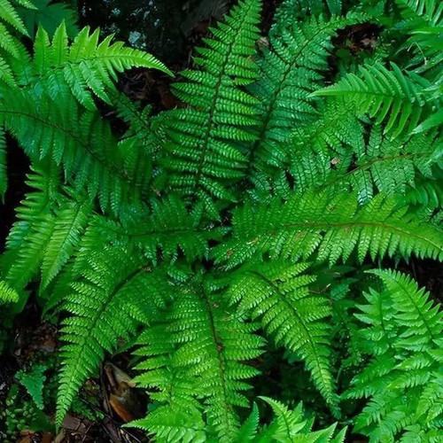 buy christmas ferns