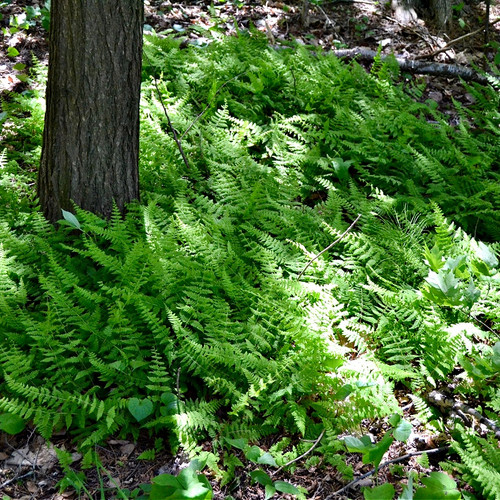 Hay Scented Fern for sale