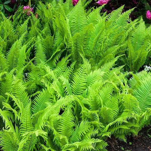 buy hay scented fern