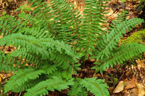 New York Fern for sale