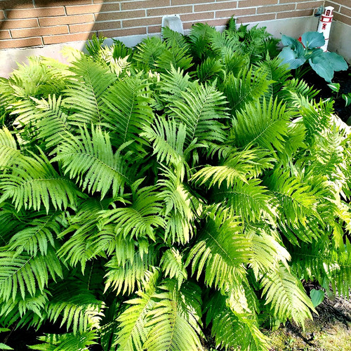 Giant Ostrich Fern for sale