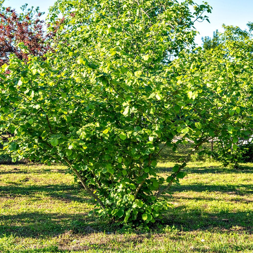 American Hazelnut Shrub for sale