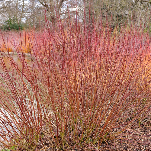Silky Dogwood Shrub for sale