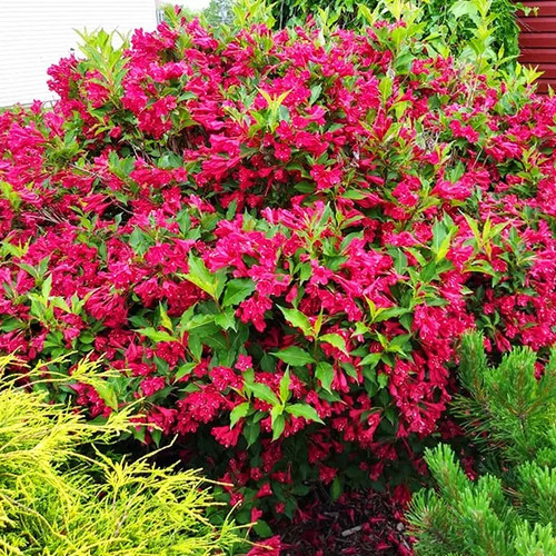 Red Weigela Plants For Sale