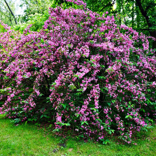 Pink Weigela Shrub for sale