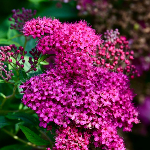 Pink Spirea Shrub for sale