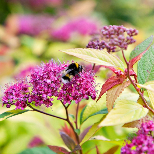 Spiraea Japonica Shrub for sale