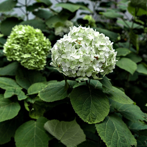 Hydrangea Shrub for sale