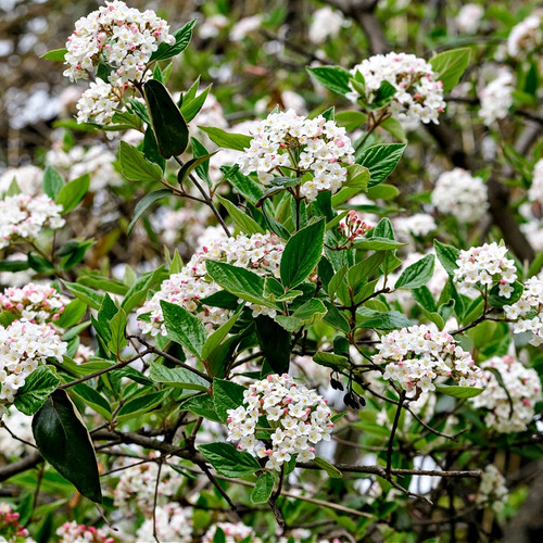 Arrowwood Viburnum Shrub for sale