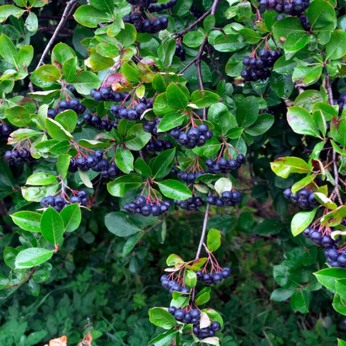 Black Chokeberry For Sale