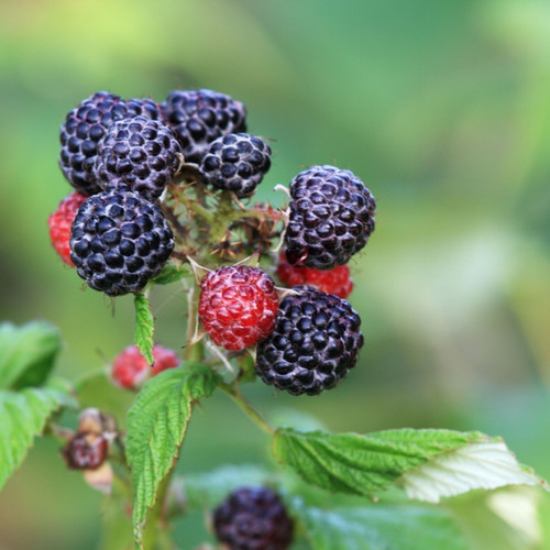 Black Raspberry Bush For Sale