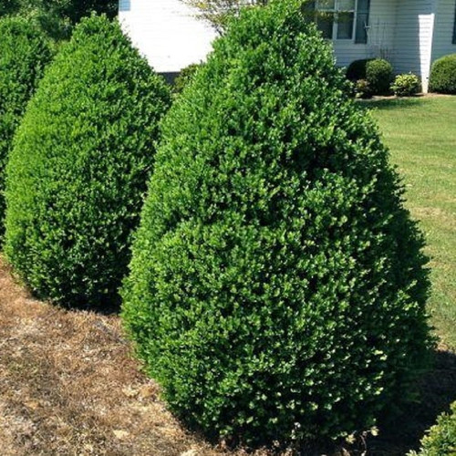 green mountain boxwood
