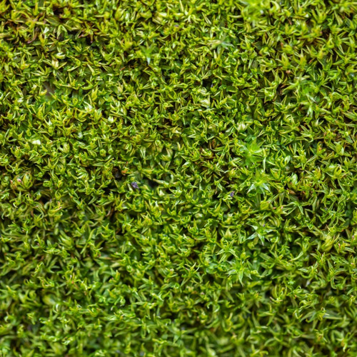 Lawn Moss For Sale
