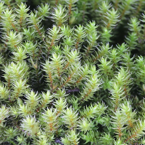 Hedwigia Ciliate Moss For Sale
