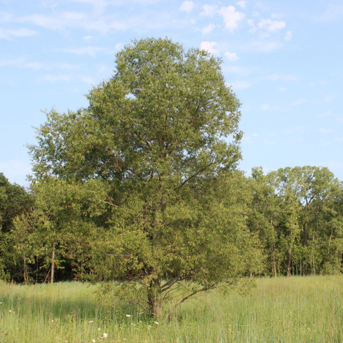 Black Willow Stakes For Sale