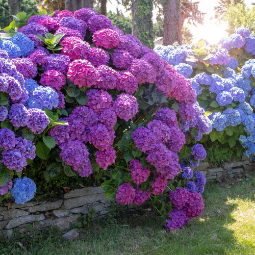 Hydrangea Live Stakes For Sale