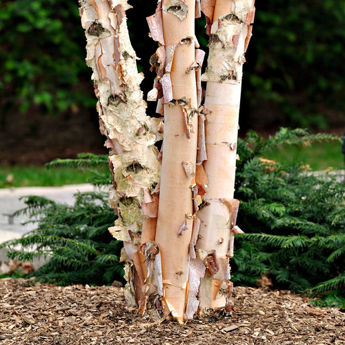 River Birch Live Stakes for sale