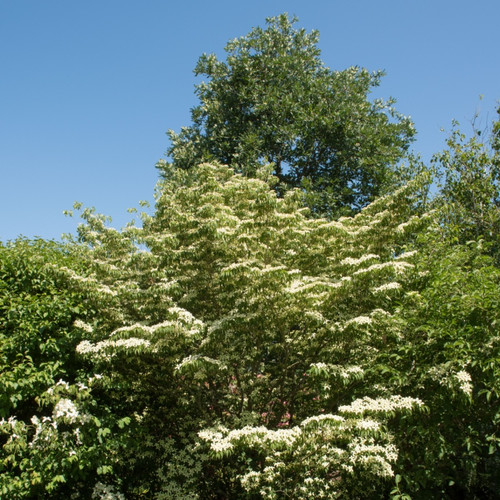 Silky Dogwood Live Stakes For Sale