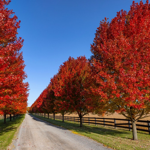 Red Maple Tree Seedlings For Sale